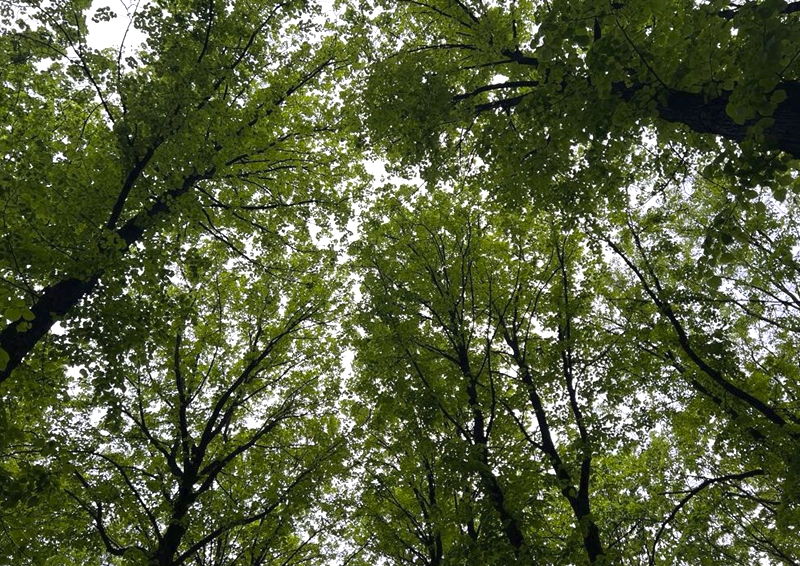 «Уже вывели 700 га»: лес в Одинцовском округе отдают под застройку