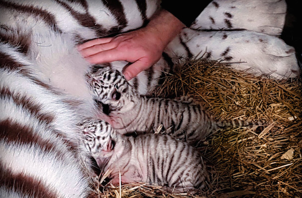 В цирке братьев Запашных родились два белых тигренка