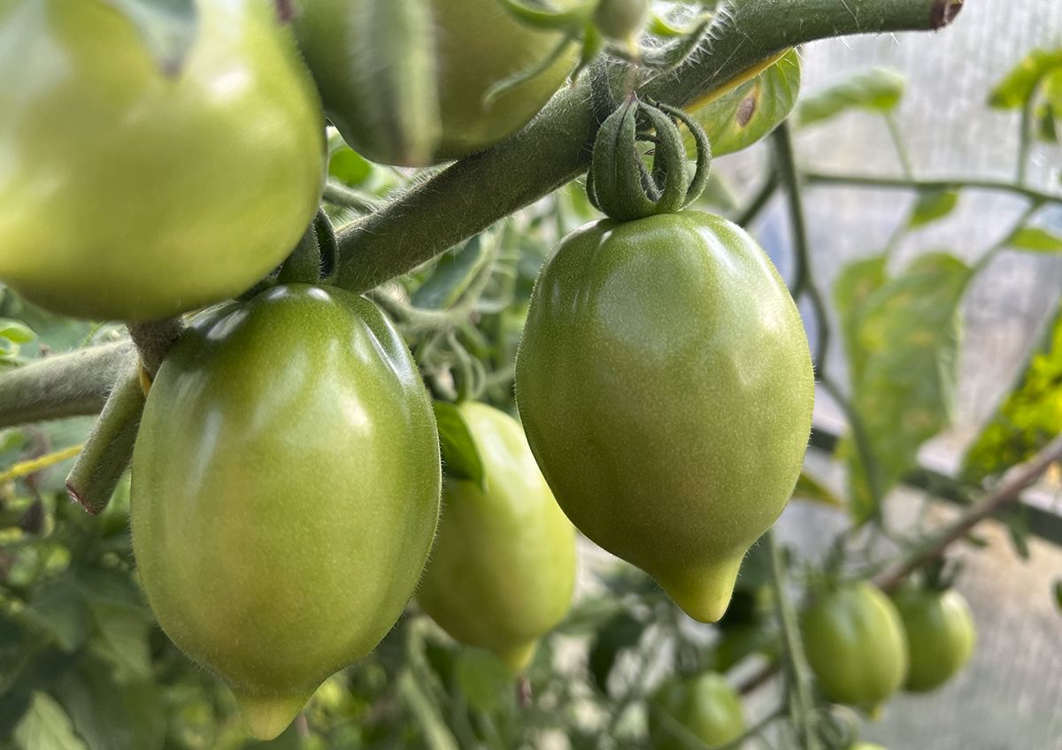 Названы факторы роста цен на овощи закрытого грунта в 2027 году