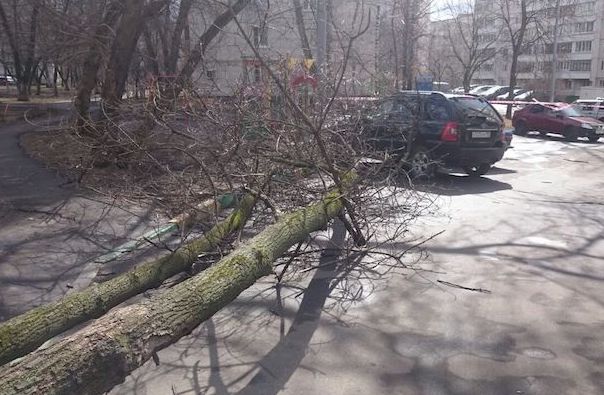 На юго-востоке Москвы из-за сильного ветра упало дерево, пострадали двое