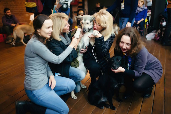 В Москве прошла первая выставка бездомных кошек и собак