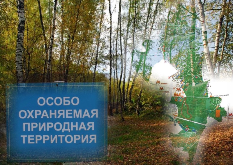 Защитники Битцевского леса призвали московские власти прекратить поползновения на территорию ООПТ