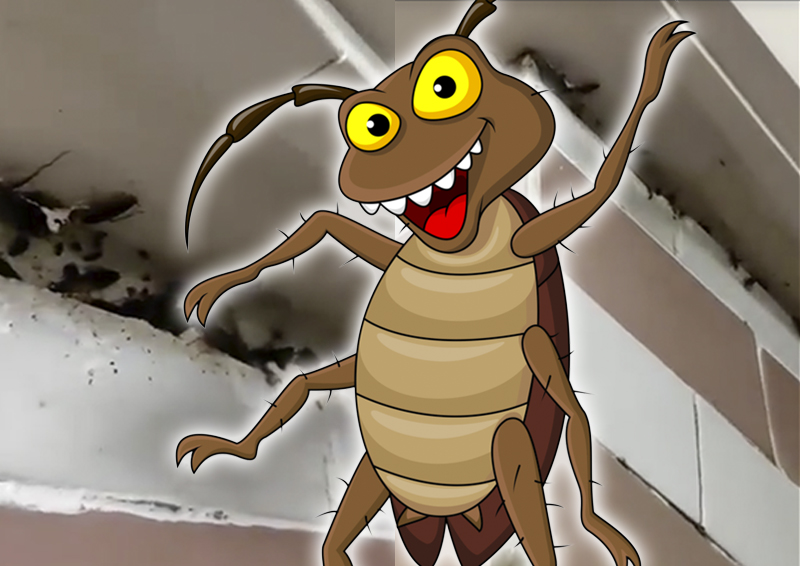 «МЖИ в упор не видит кукарачей»: гигантские тараканы захватили подъезд дома на юго-востоке Москвы