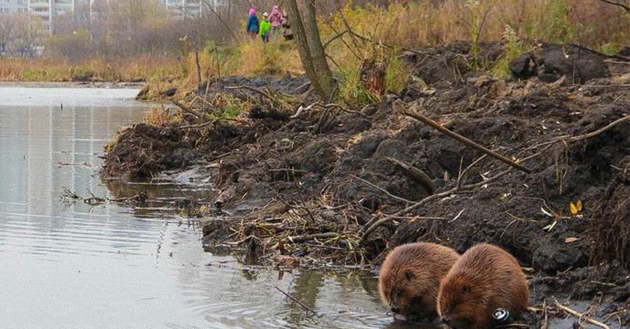 Москвичи сообщили, что рабочие на Яузе ломают плотины бобров