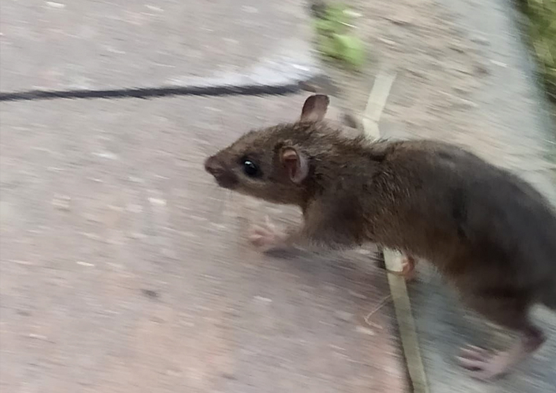 Жилой комплекс в Одинцово атаковали крысы