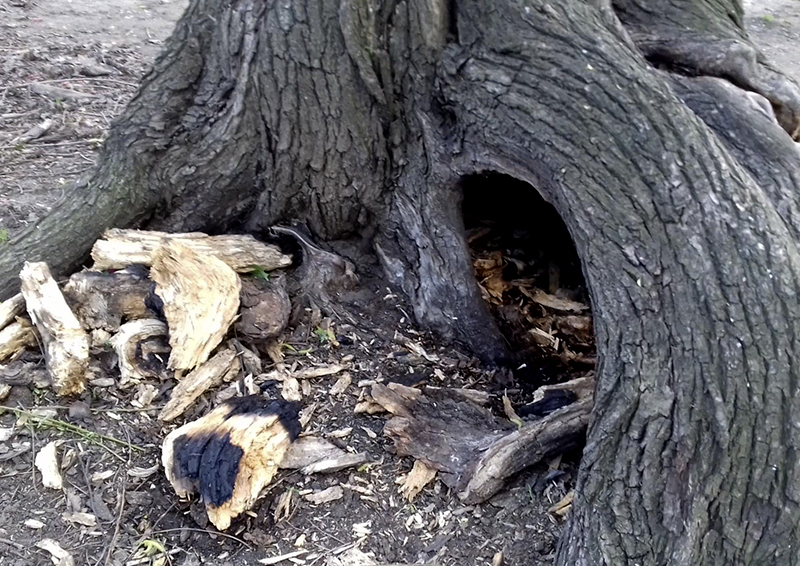 В Лефортовском парке костры жгут в дуплах деревьев