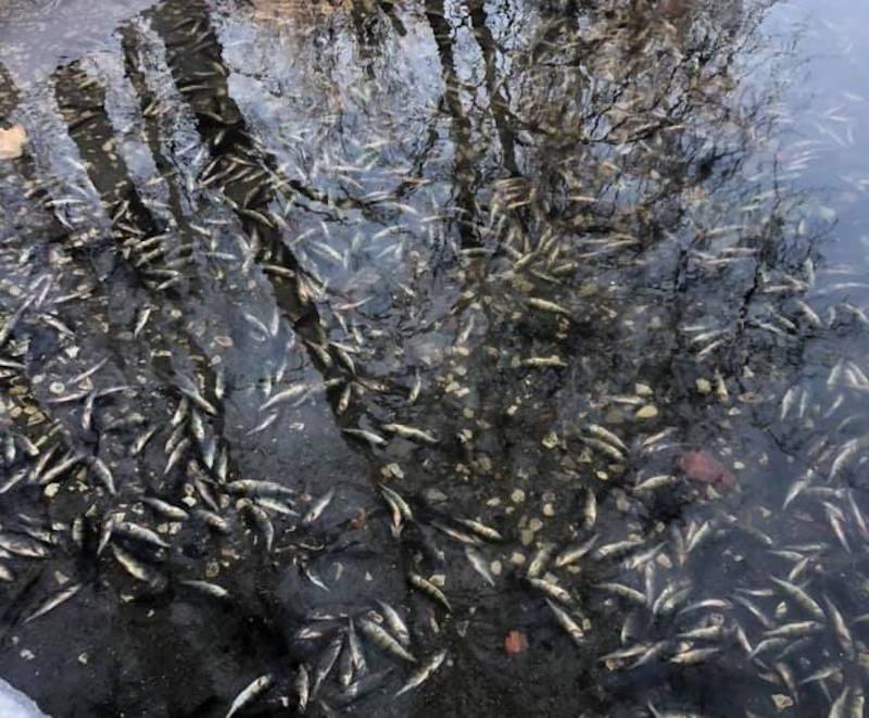 В Лефортовском парке обнаружили массовый замор рыбы  