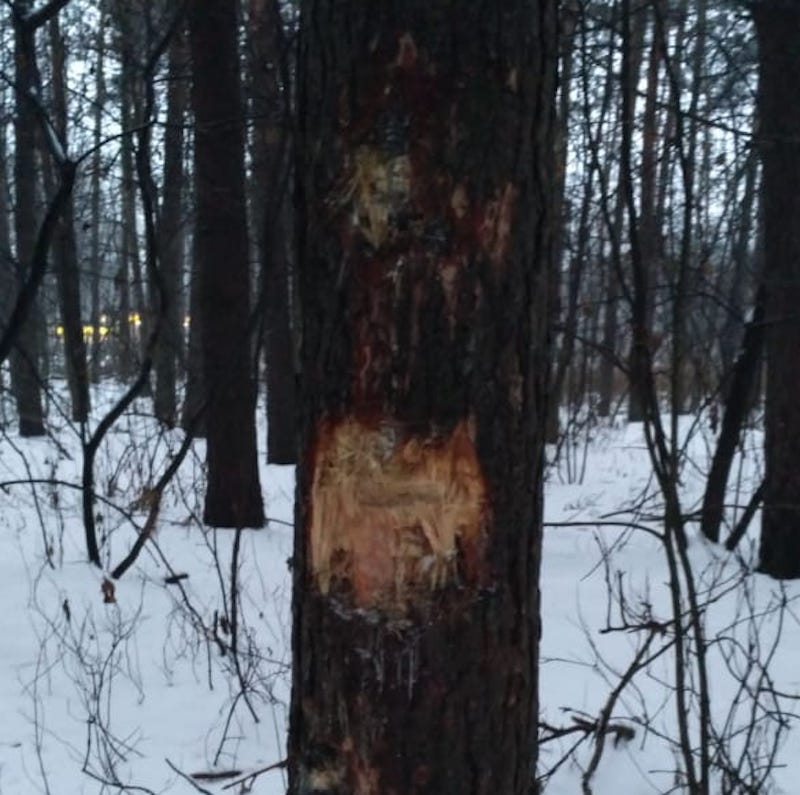 В Жулебинском лесу неизвестные портят кору деревьев