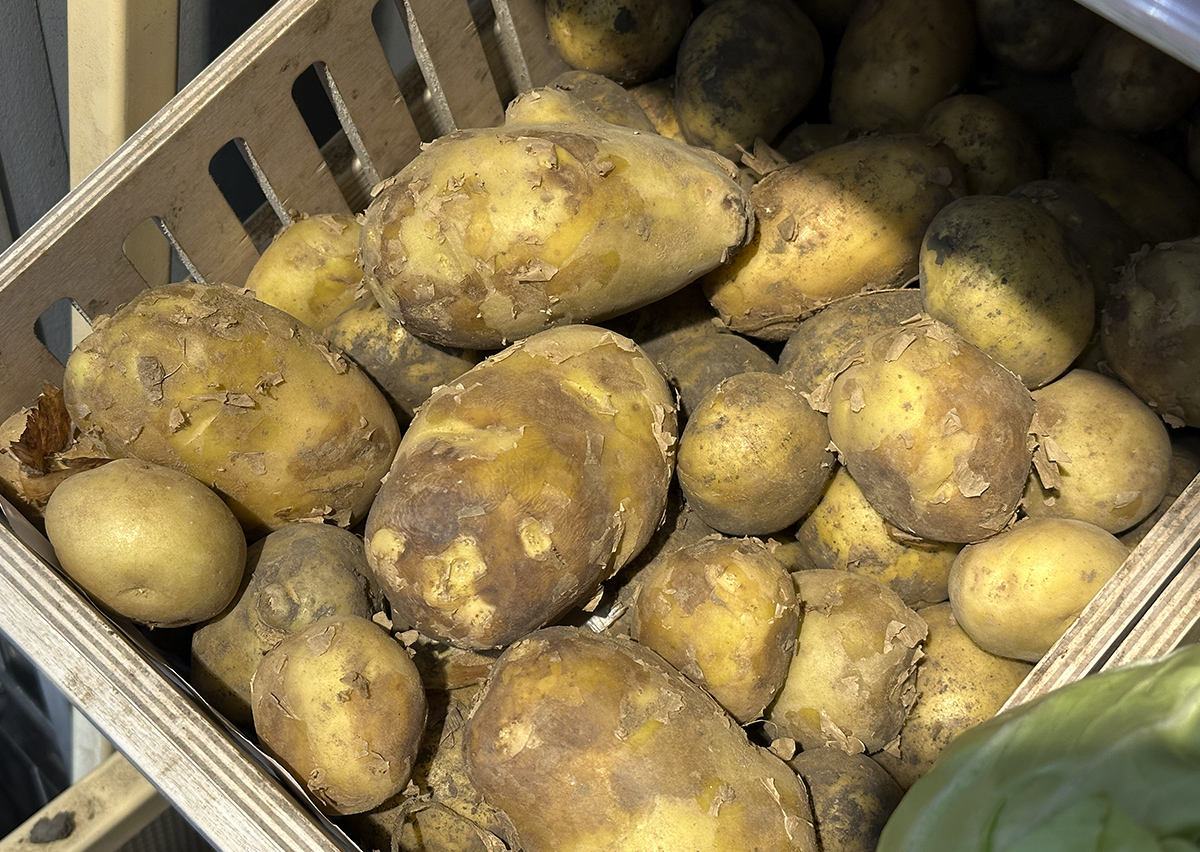 «Может запечься в грунте»: в России дали прогноз по урожаю картофеля