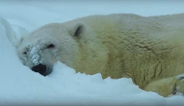 Московский зоопарк: белые медведи обрадовались снегу, а манул не выходит из домика