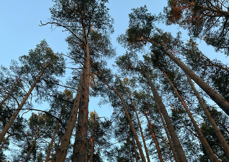 Юрист Сластунина рассказала, какие законы нарушает вырубка Троицкого леса