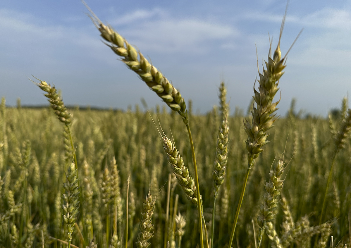 Экономист Беляев объяснил, для чего на рынке зерна нужен демпфер