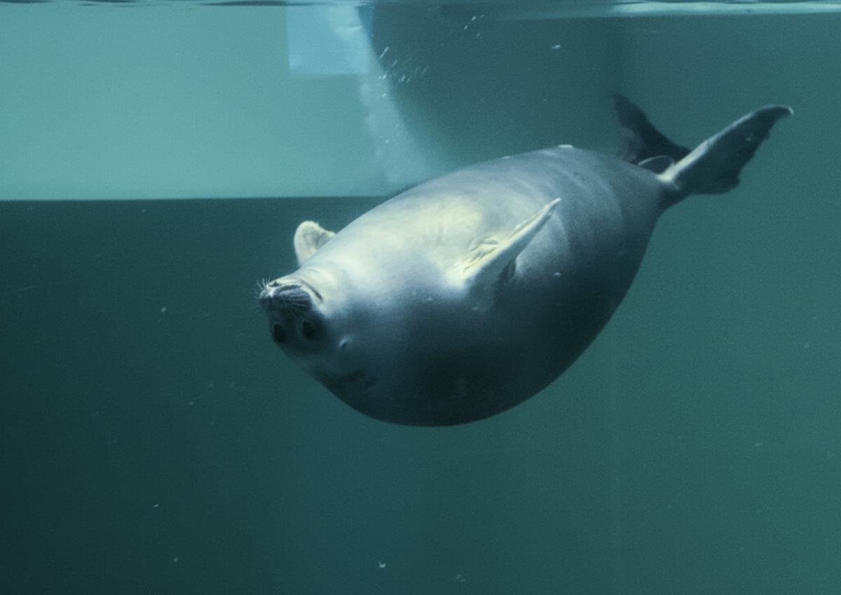 Каспийскому тюленю могут присвоить первый статус редкости для сохранения вида