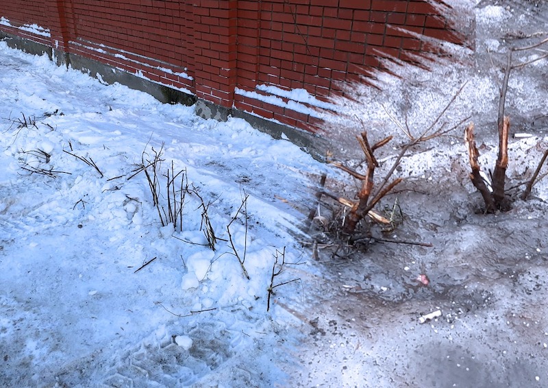 В центре Москвы снег убрали вместе с зелеными насаждениями