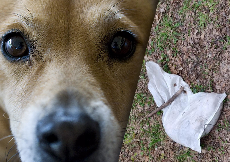 Не территории Октябрьского радиополя найдены мешки с трупами собак