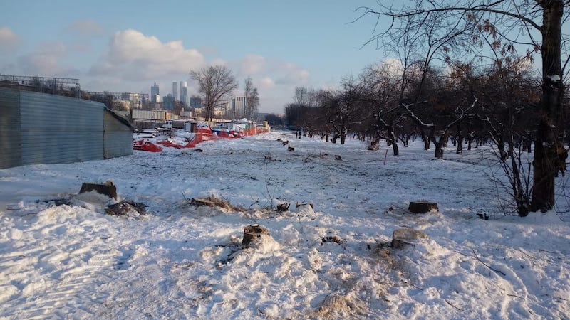 Жители сообщили о возобновлении вырубки яблоневого сада, высаженного в память о Великой Отечественной войне