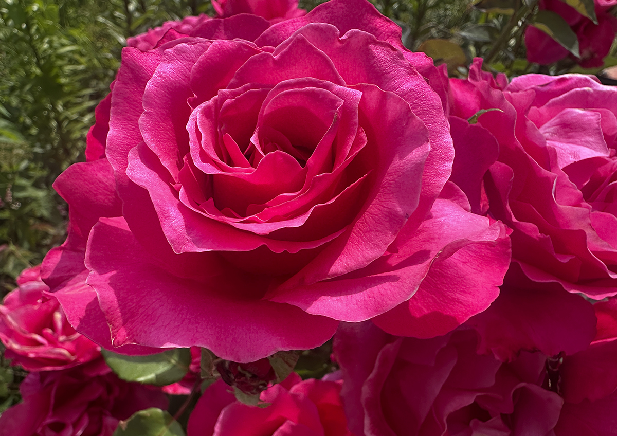 Цветы попали под санкции: что будет с ценами на букеты в России цветы 1200.jpg