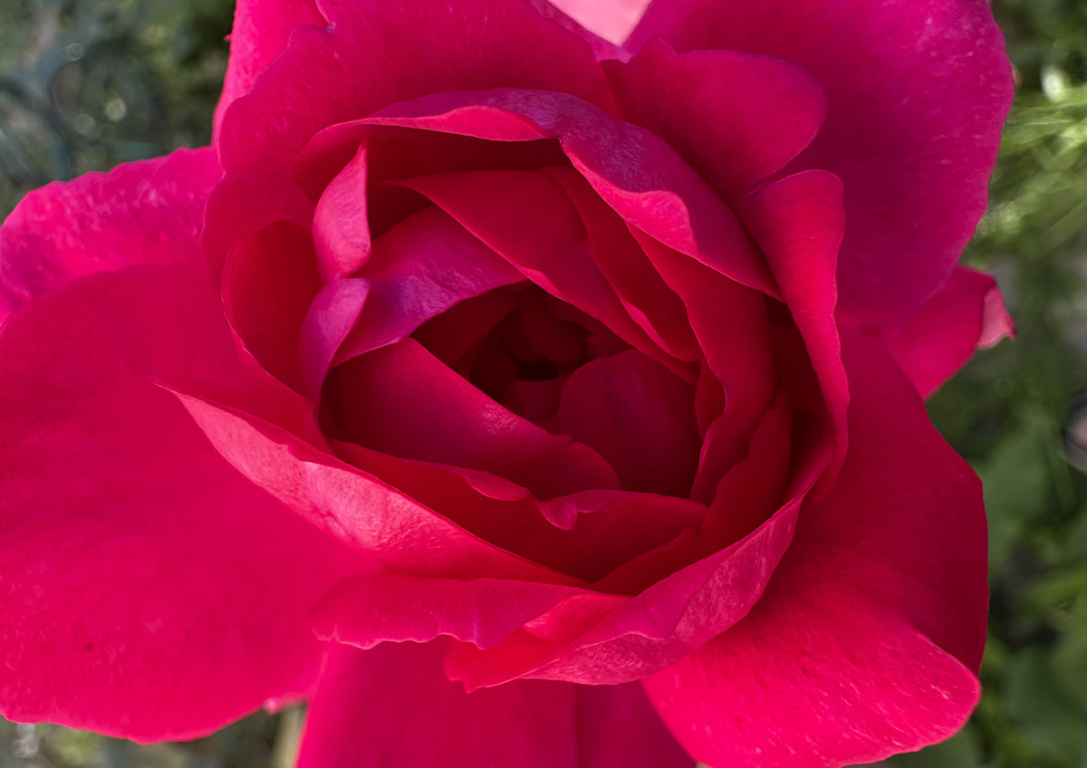 Производители цветов просят продлить льготы и снизить НДС до 10%