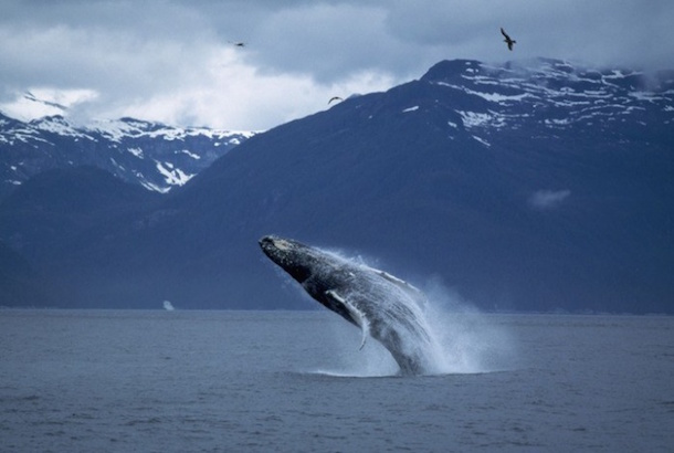 В Чили выясняют причины массовой гибели китов