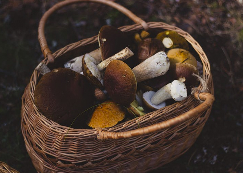 В Госдуме решают, сколько грибов, ягод и орехов в день можно будет собирать в лесу