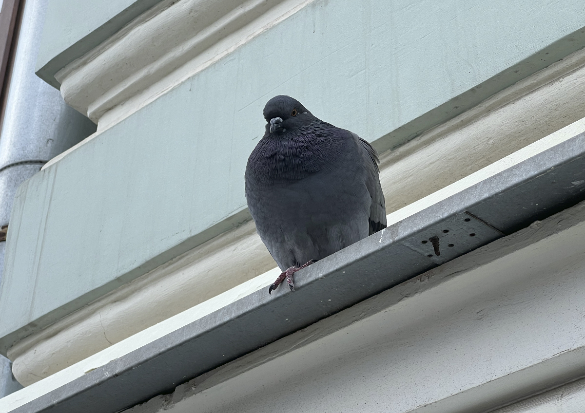 Врачи назвали переносимые голубями опасные для человека болезни