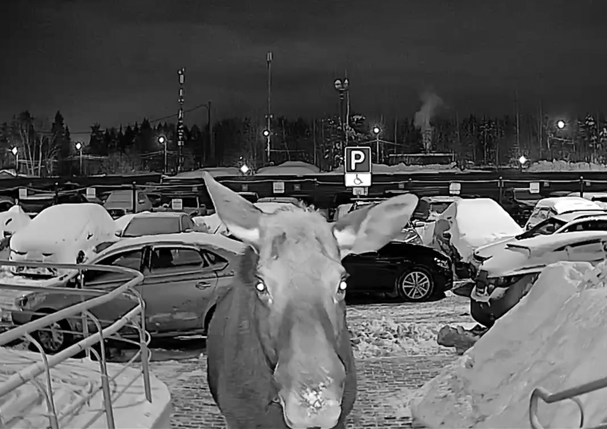 В Подмосковье лоси стали чаще появляться в населённых пунктах