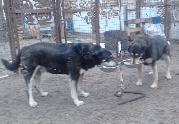 Так вот в чем «собака зарыта»!: о конфликте вокруг приютов для животных в ЮВАО Москвы
