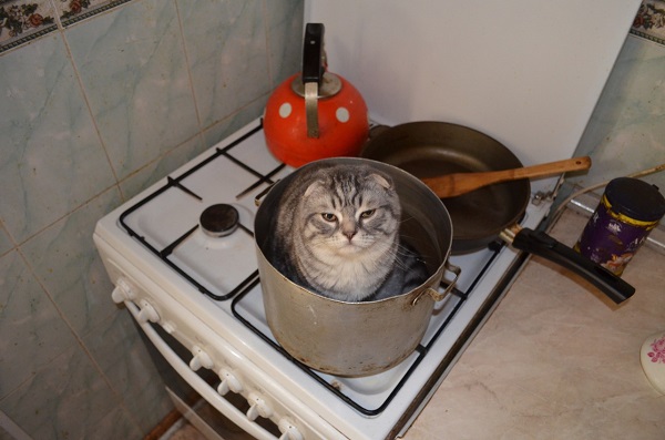 Суп с котом привели москвича в ожоговый центр