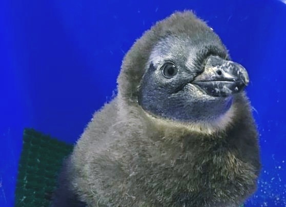 В Московском зоопарке родился пингвиненок краснокнижного вида