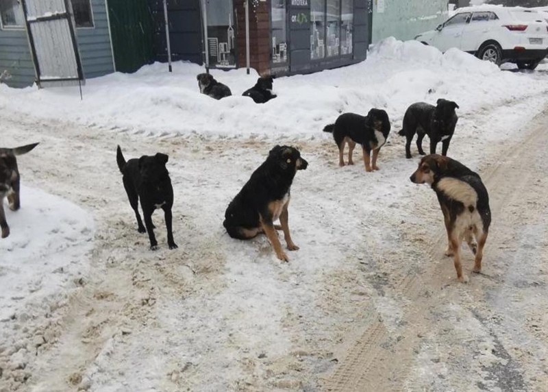 Стая собак держит в страхе жителей подмосковного Лыткарино