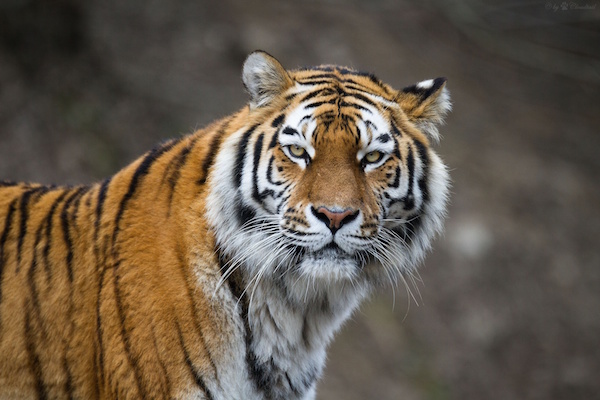 Во Владивостоке поймали молодого тигра, прогуливавшегося по городу