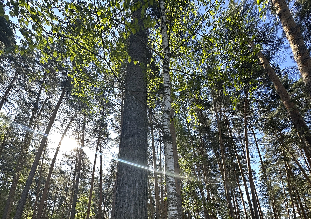 лес.jpg
