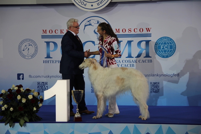 Стала известна тройка лучших собак «России 2017»