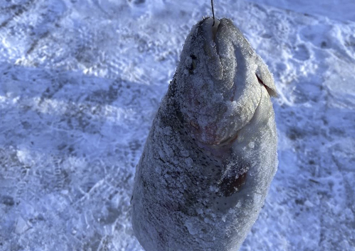 Могла ли рыба в Рыбинском водохранилище уцелеть? Что произошло после сброса воды