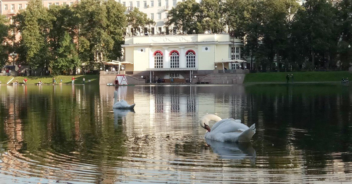 Зоозащитники выступили против выпуска лебедей в Патриарший пруд