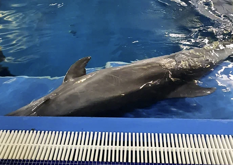 Когда в России запретят дельфинарии?