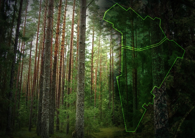 троицкий лес.jpg