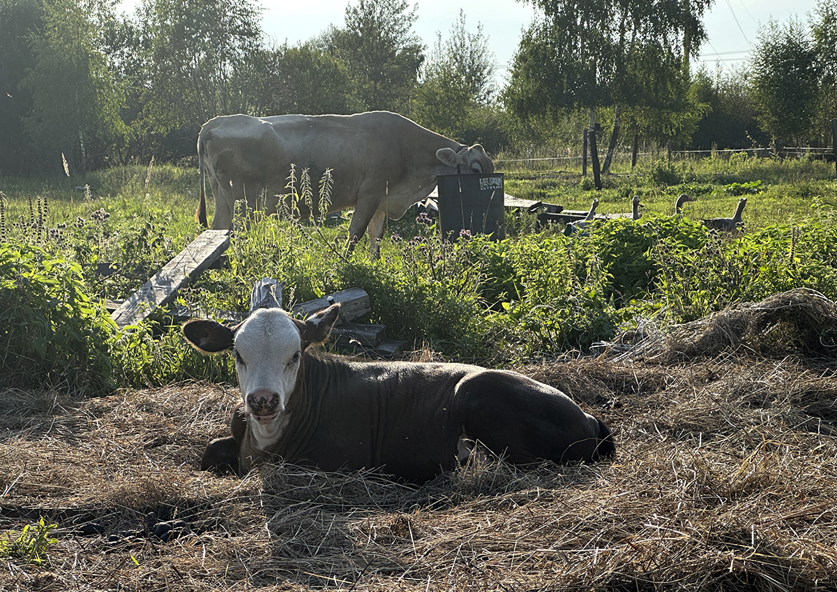 Акцент в российском животноводстве смещается