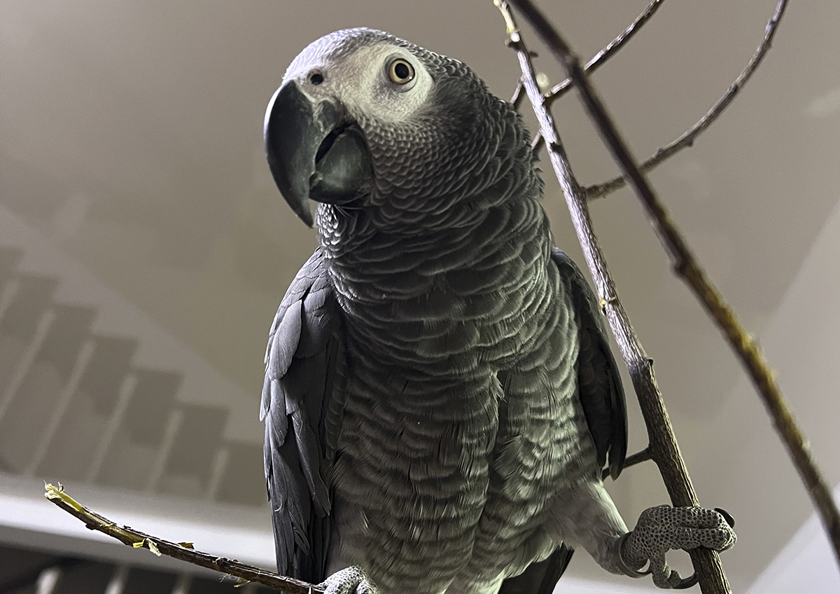 В Британии матерящихся попугаев отправили на перевоспитание в крупную стаю
