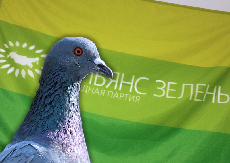 В «Альянсе Зелёных» предложили запретить кормление голубей в исторических центрах российских городов 
