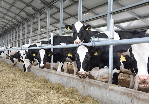Вартан Аветов: потребность москвичей в молоке А2 – 800 тонн в сутки