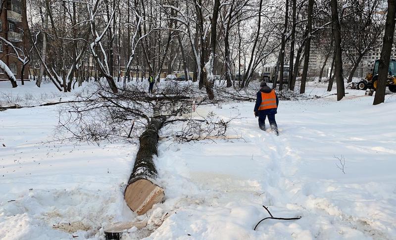 На месте строительства Северного дублера Кутузовского проспекта началась очередная вырубка деревьев