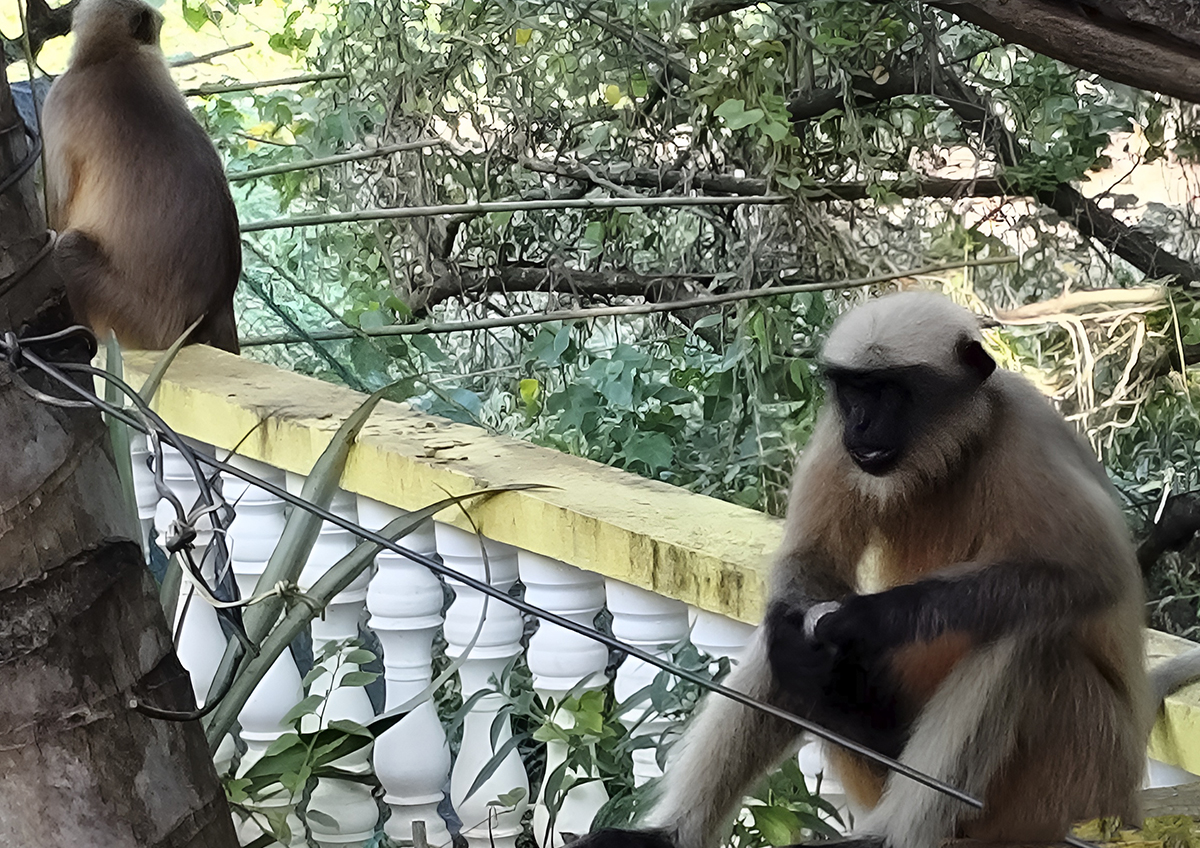 Российских туристов предупредили о рисках встречи с обезьянами на курортах