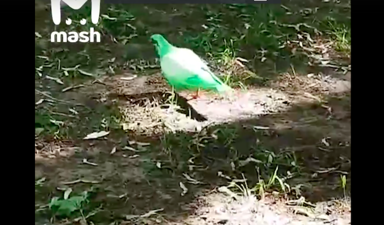 Ветеринары назвали неестественным зеленый окрас московских голубей