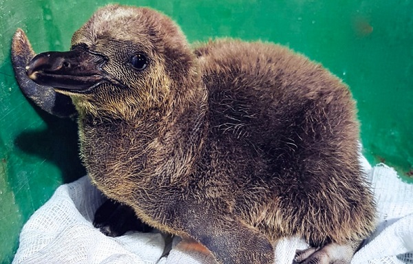 Птенцы пингвинов и больших бакланов родились в Московском зоопарке