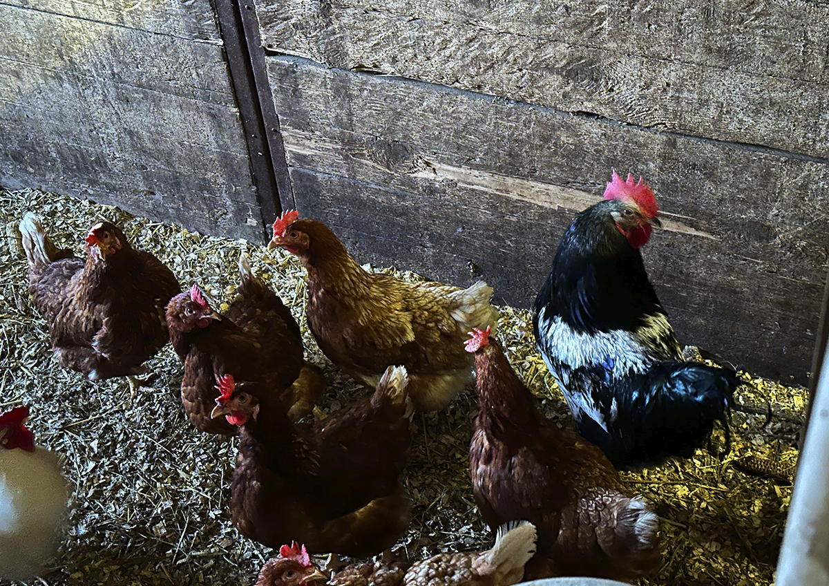 Минсельхоз объяснил, почему на птицефабриках не вакцинируют от птичьего гриппа