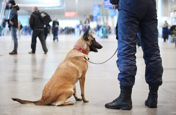 Когда деньги – пахнут: в аэропорту Домодедово обучат собак отличать запах долларов от других валют