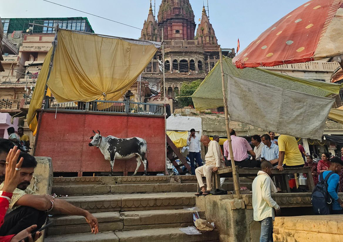 Названа главная опасность индийского вируса Нипах