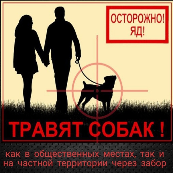 Жители района Ясенево сообщают о гибели собак от действий догхантеров