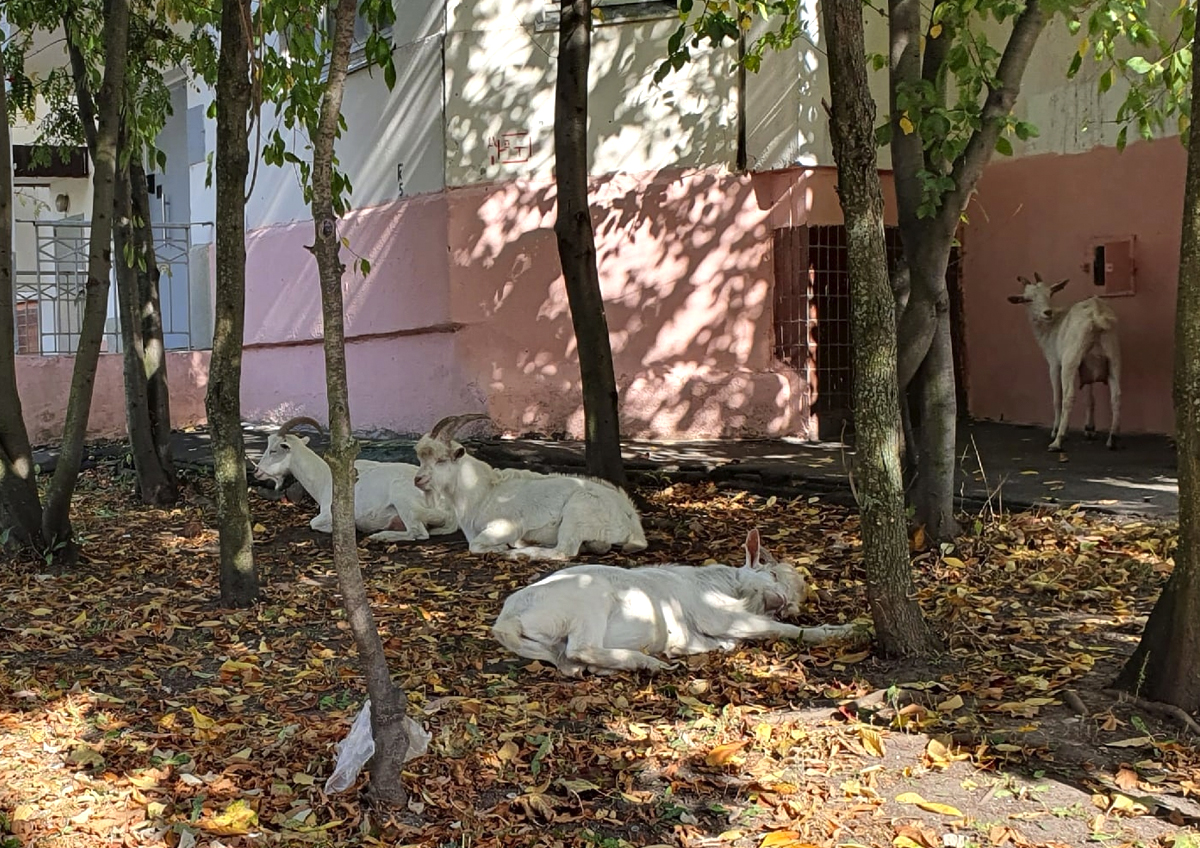 Козы в Бутово, козы белые: буйная идиллия на окраине Москвы